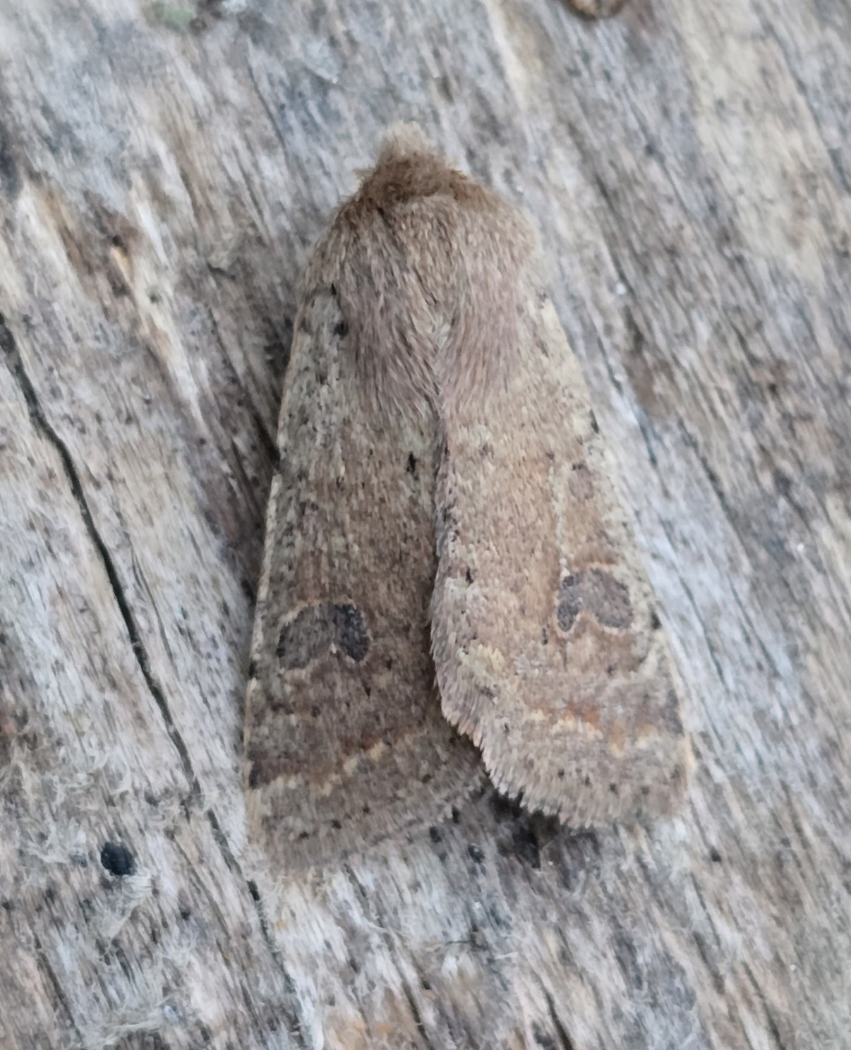 Photo of Small Quaker (Orthosia cruda)
